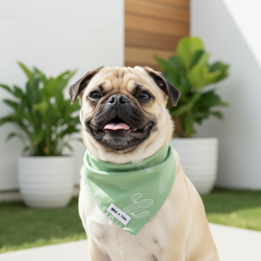 Dog accessories with everyday character.