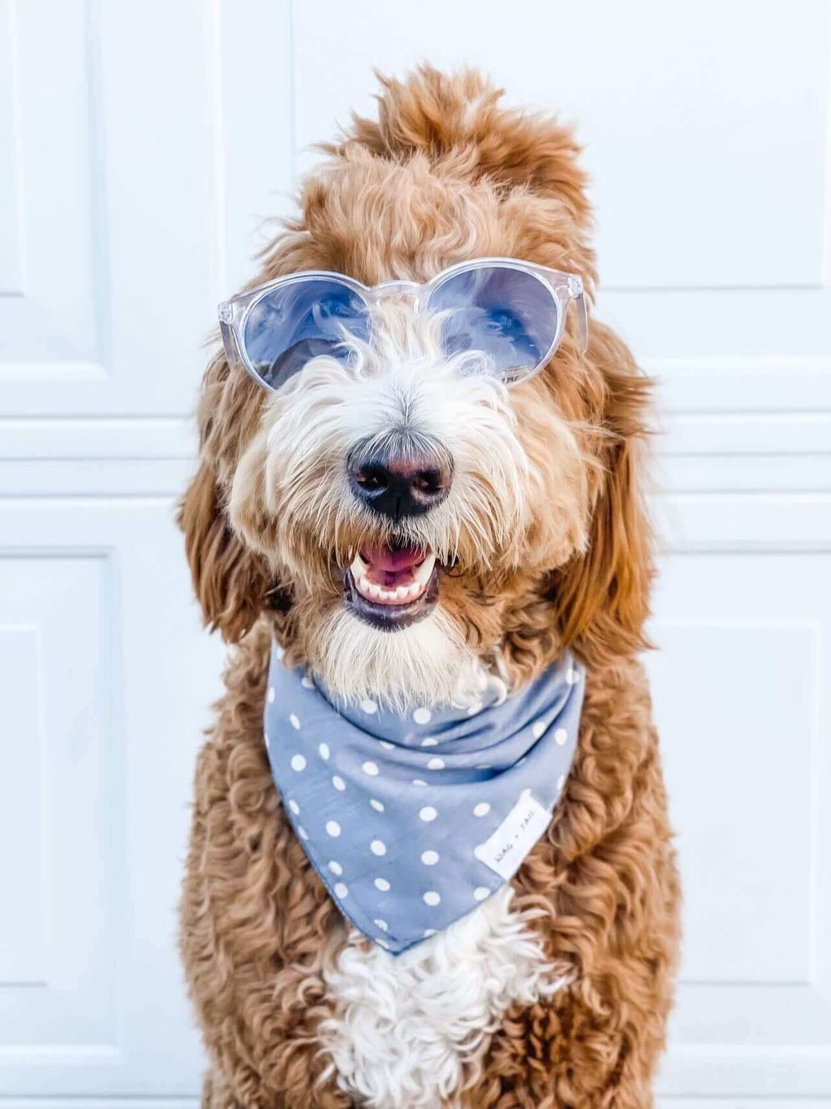 Dog Accessories