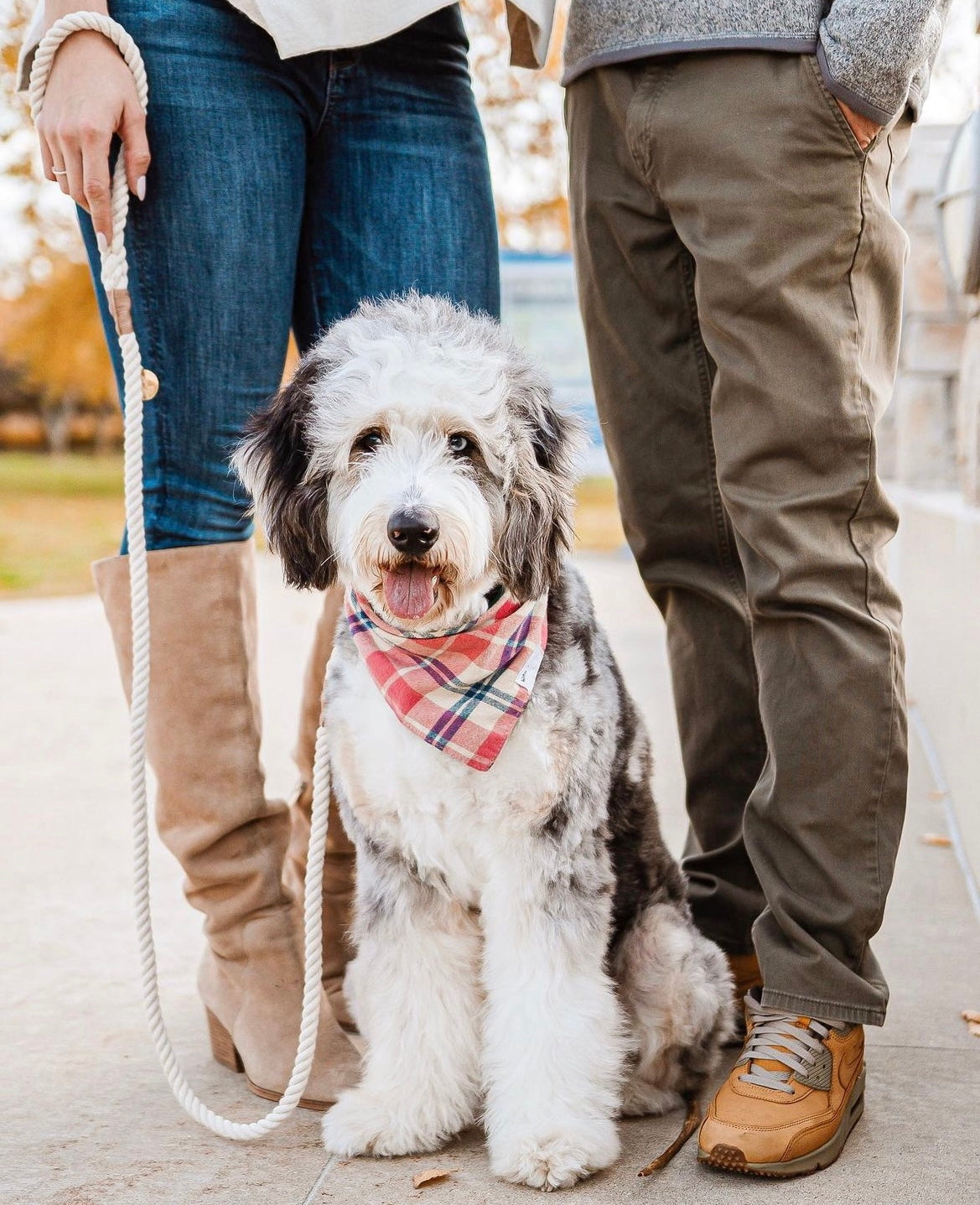 Dog wearing ModSoles accessories on a real walk