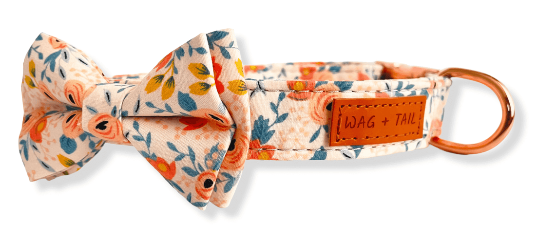 Classic Bow Tie Collars