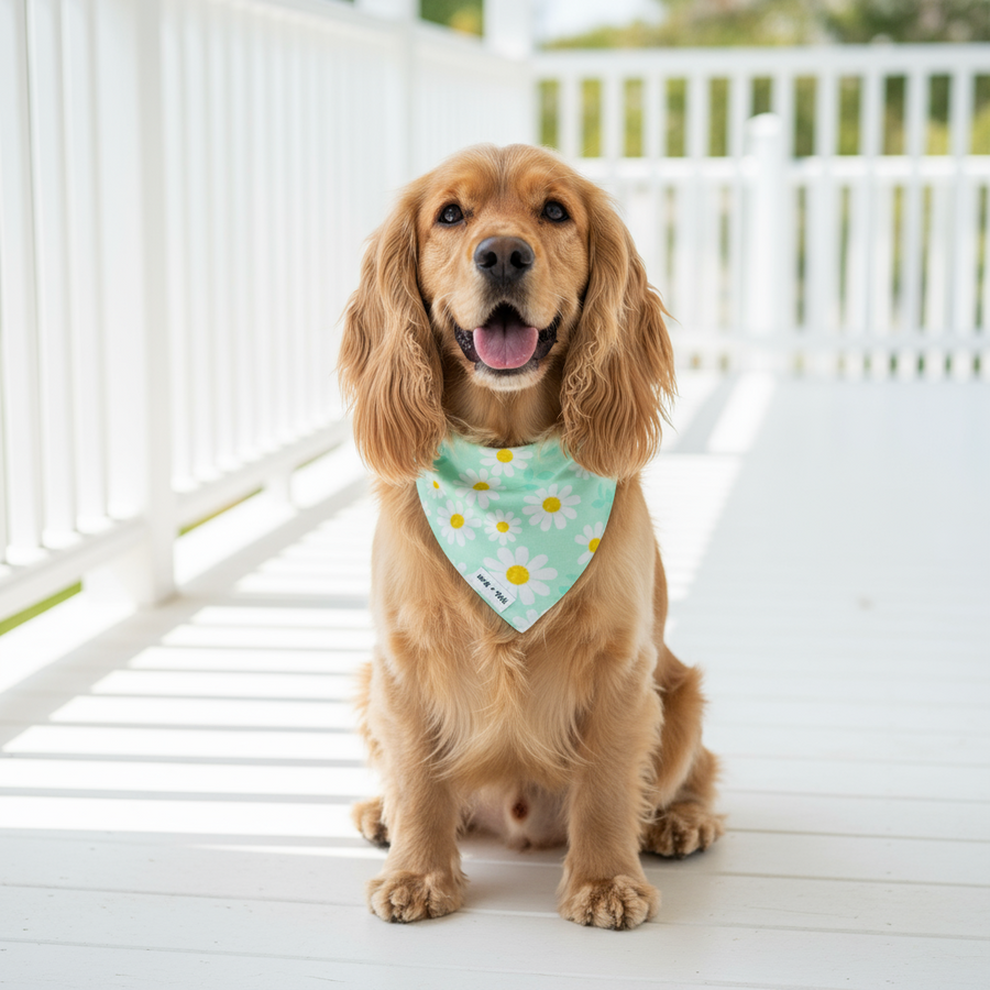 Dog wearing bandana or scarf