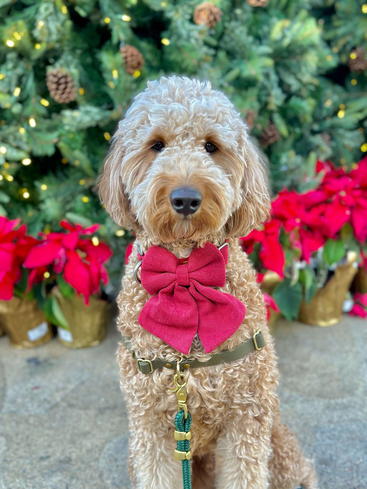 Dog Accessories