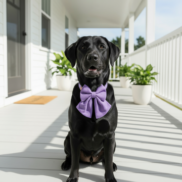 Wag + Tail Sweet Lavender Luxe bow tie dog collar in soft pastel purple for a gentle elegant look
